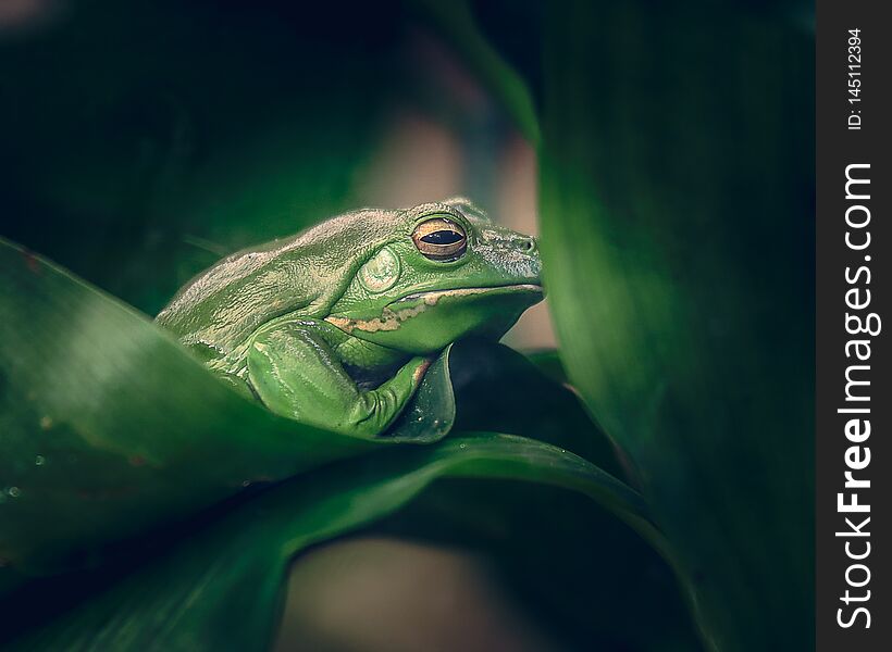 Green frog hiding behind leaves
