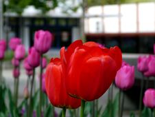 Red And Pink Tulips With Blurry Buildings In The Background Stock Photo Red And Pink Tulips With Blurry Buildings In The Background Stock Photo