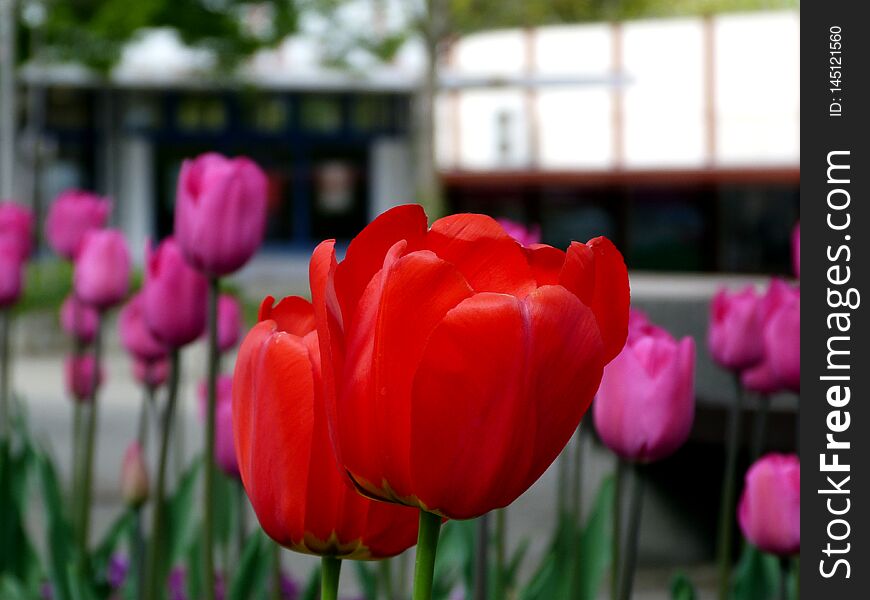 Red And Pink Tulips With Blurry Buildings In The Background