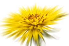 Yellow Dandelion Stock Photography