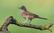 Free Crested Young Common Whitethroat Posing On Small Lichen Covered Branch With Clean Background In Warm Light Royalty Free Stock Image - 145142866