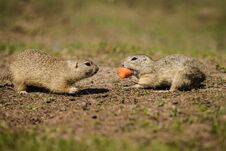 Two Brown Ground Squirrels Fighting Over A Piece Of Orange Carrot Stock Images