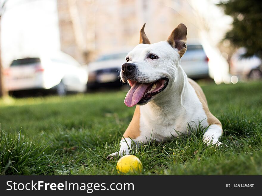 Friendly Dog having a big smile. Playing outdoors, summer/springtime. Happy and loving