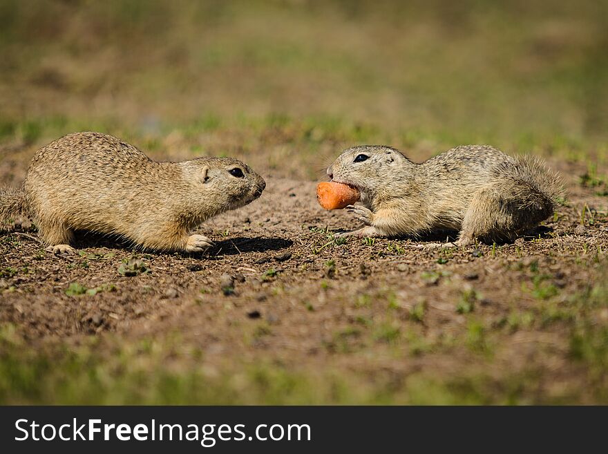 Two brown ground squirrels fighting over a piece of orange carrot, sunny spring day at a praire, blurry green background and foreground