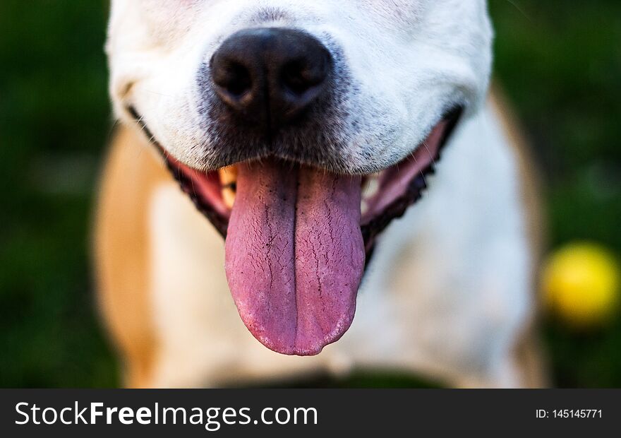 Friendly Dog having a big smile. Playing outdoors, summer/springtime. Happy and loving