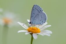 The Blue Butterfly Polyommatus Icarus Covered With Dew Sits On A Daisy Flower Stock Photos