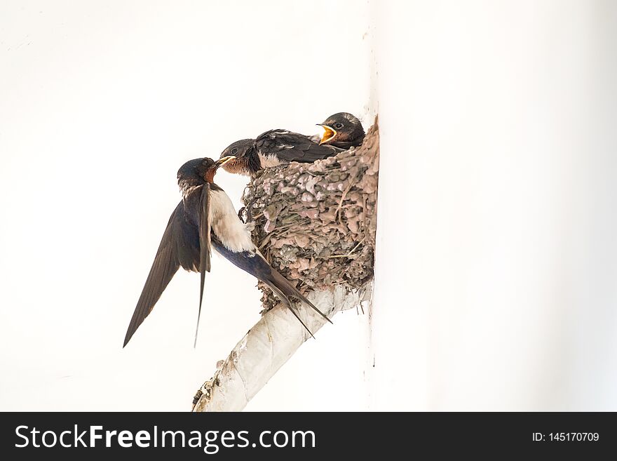 Baby swallows staying in nest, their mother goes out, searching food and taking food back to feed her baby, but each time, she can only feed one baby swallow, so others shouting loudly when their back each time. Baby swallows staying in nest, their mother goes out, searching food and taking food back to feed her baby, but each time, she can only feed one baby swallow, so others shouting loudly when their back each time.