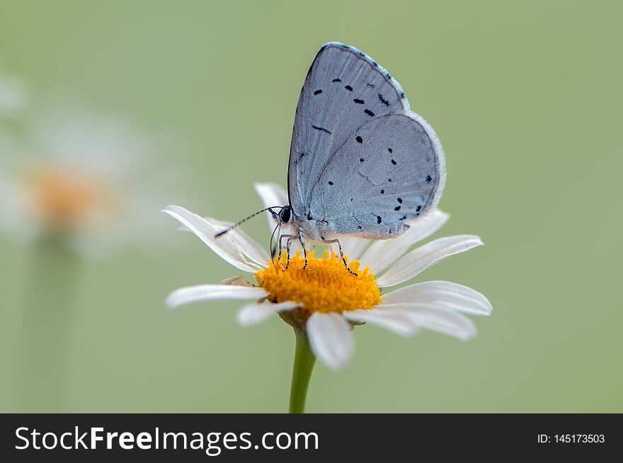 The blue butterfly Polyommatus icarus covered with dew sits on a daisy flower