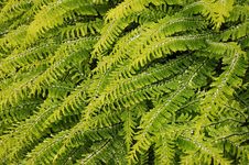 Fern Leaves Royalty Free Stock Photo Fern Leaves Royalty Free Stock Photo