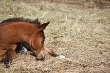 Quarter Horse Foal Royalty Free Stock Images Quarter Horse Foal Royalty Free Stock Images