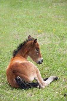 Quarter Horse Foal Laying Down Stock Images Quarter Horse Foal Laying Down Stock Images