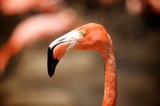 Flamingo S Head Stock Image Flamingo S Head Stock Image