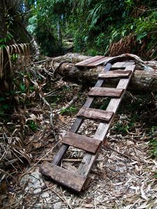 Ladder In Forest Royalty Free Stock Images Ladder In Forest Royalty Free Stock Images