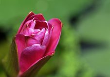 Blooming Red Rose Stock Photo Blooming Red Rose Stock Photo