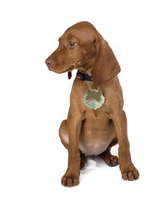 Puppy With White Background Royalty Free Stock Photo Puppy With White Background Royalty Free Stock Photo