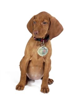 Puppy With White Background Royalty Free Stock Image Puppy With White Background Royalty Free Stock Image