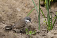 Lesser Whitethroat On The Ground Stock Photos Lesser Whitethroat On The Ground Stock Photos
