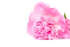 Pink Peony Flower Royalty Free Stock Images