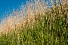 Long Grasses On The Beach Royalty Free Stock Images