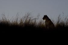 Female Lion At Sunset Stock Images