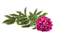 Pink Peony Stock Image Pink Peony Stock Image