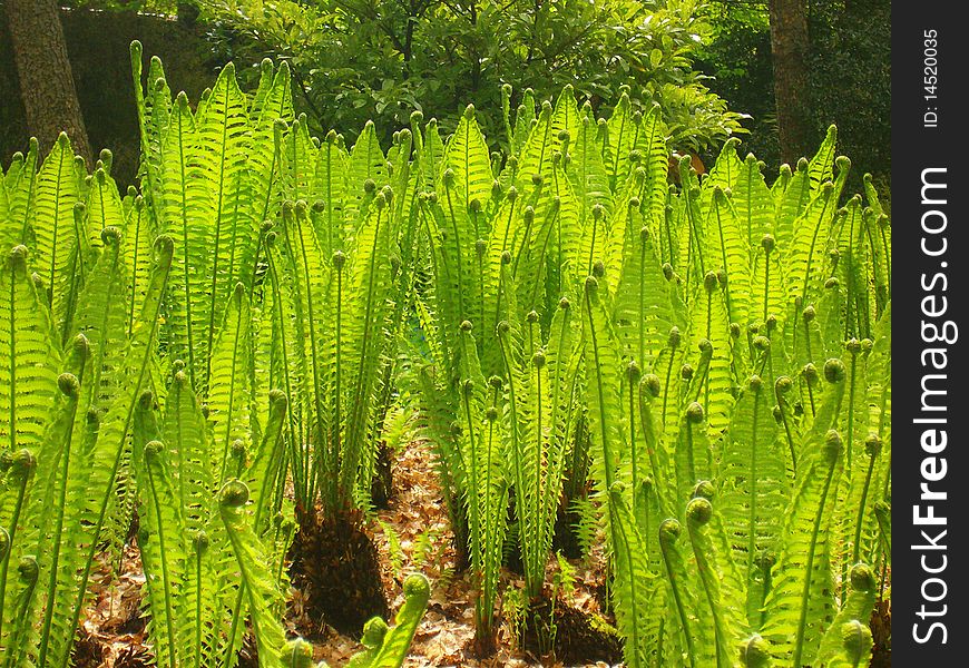 Young ferns in the sun. Young ferns in the sun