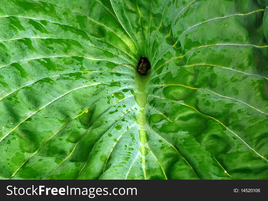 Closeup of the puckered hosta leaf. Closeup of the puckered hosta leaf