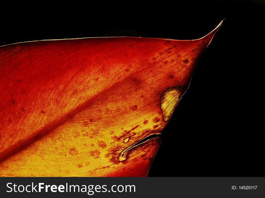Closeup view of a fallen and decaying leaf
