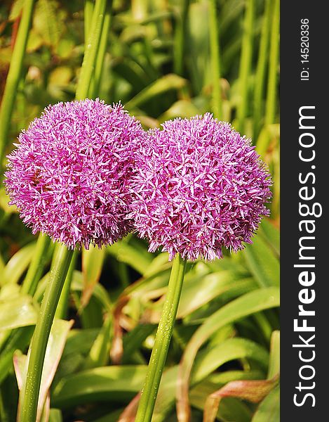 Two purple persian onion flowers