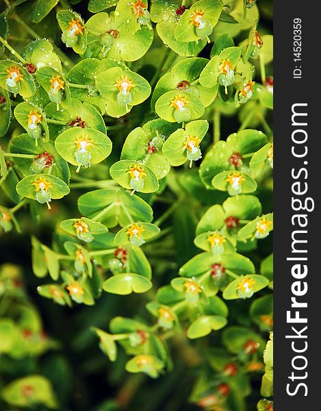 Mediterranean spurge plant covered in raindrops