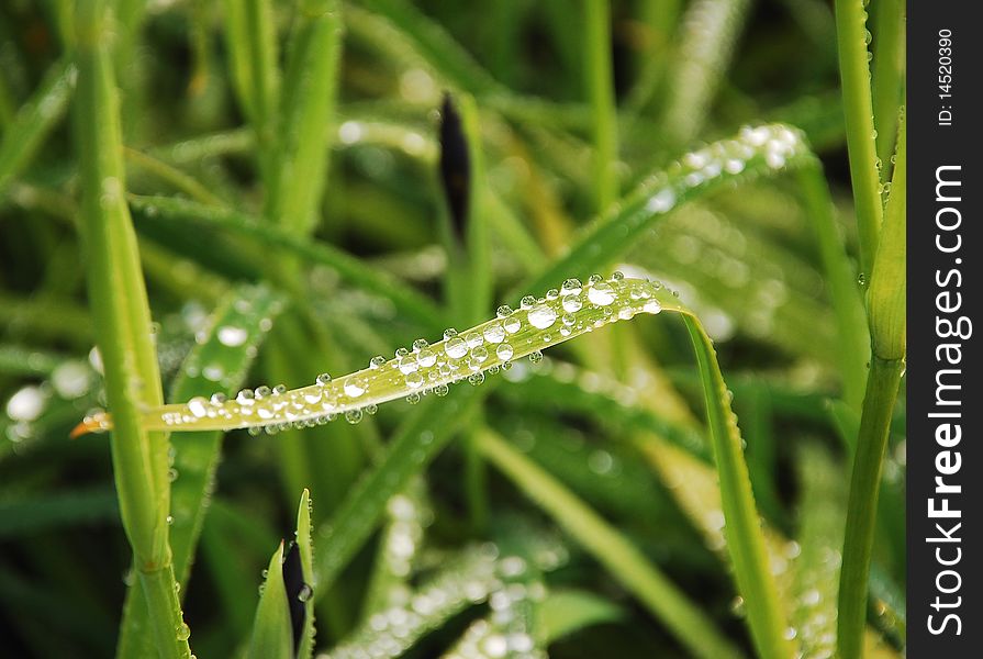 Hosta plant leaves covered with raindrops