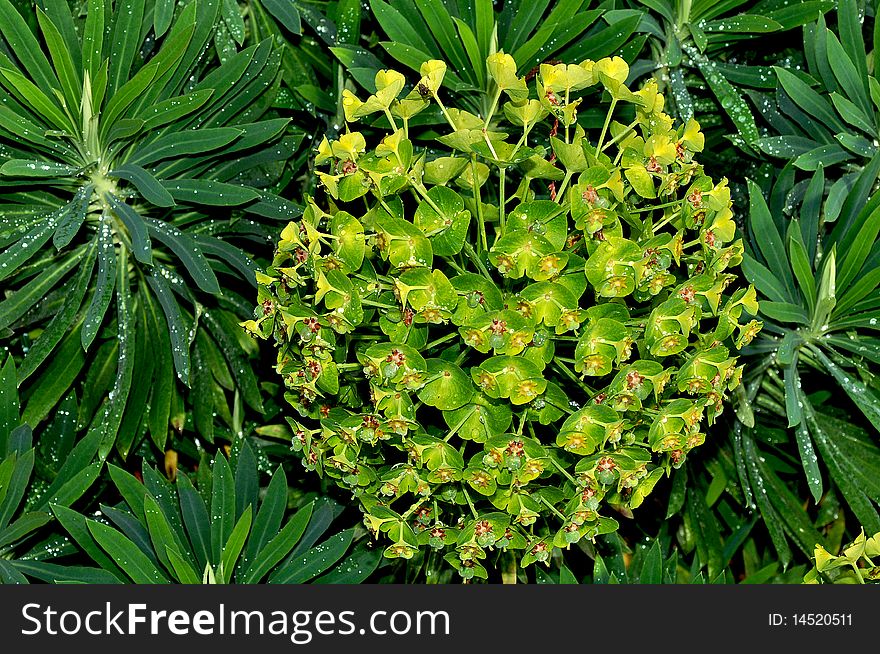 Mediterranean spurge plant covered in raindrops