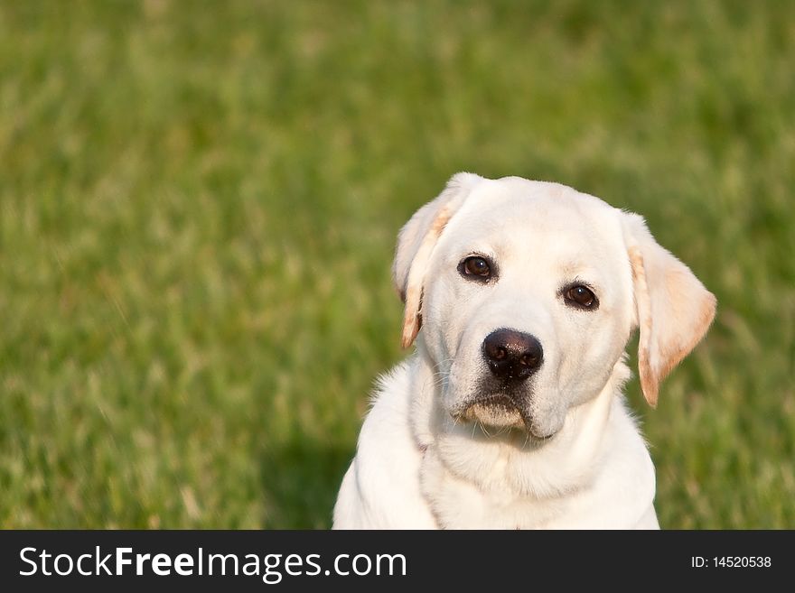 A puppy labrador retriever sitting outside in the grass.