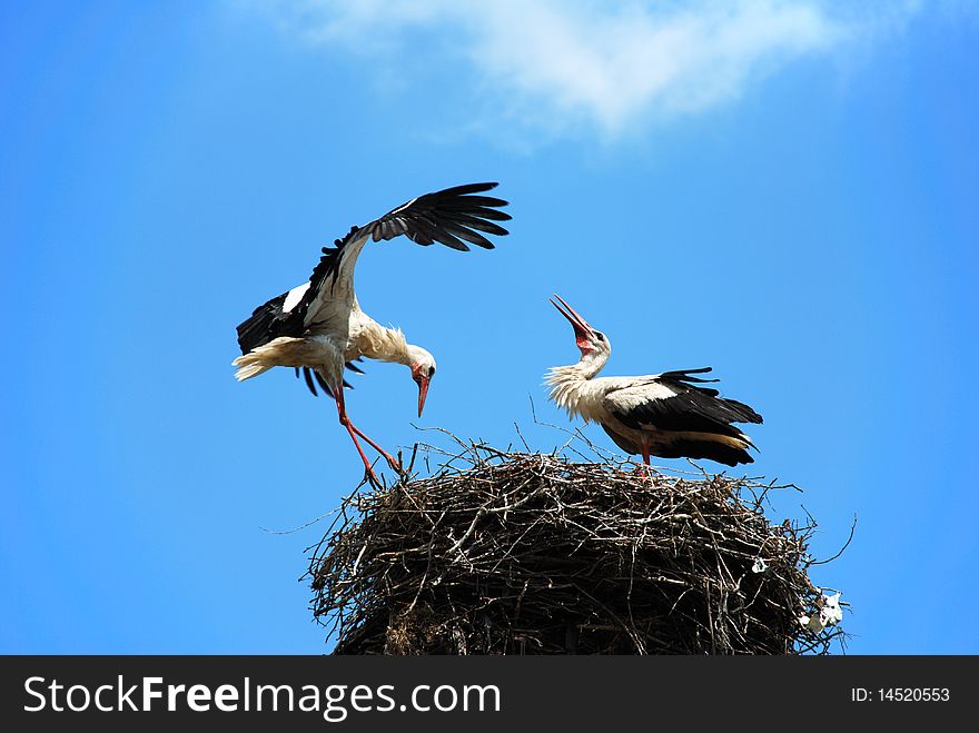 Storks in nest over blue sky