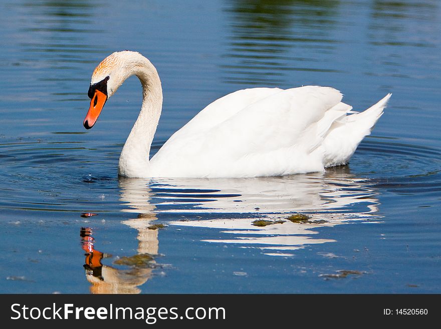 A Beautiful Mute Swan In A Pond