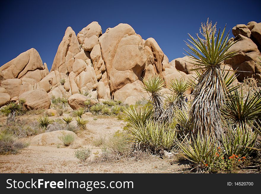 Dessert scenery. Includes trees, rocky mountains, and a blue sky. Dessert scenery. Includes trees, rocky mountains, and a blue sky.