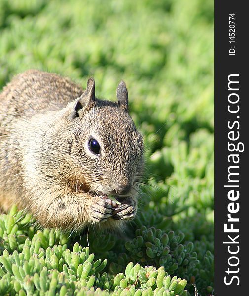 Photograph of a cute gray squirrel eating in a green meadow. Photograph of a cute gray squirrel eating in a green meadow