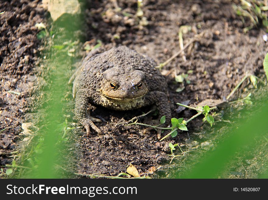 The brown Toad in the Morass