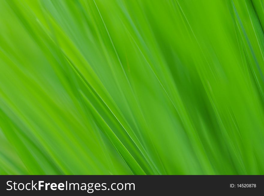 Closeup shot of green grass in the wind. The motion blur make this photo perfect as a background.