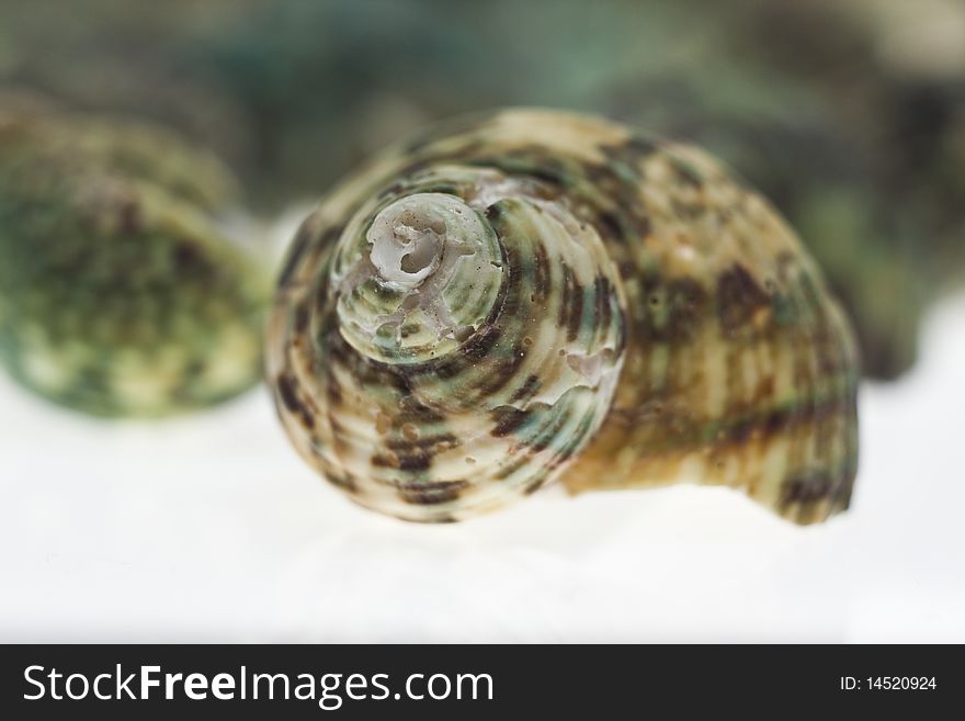 A lot of Beautiful seashells on white background