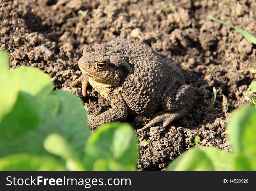 The brown Toad in the Morass