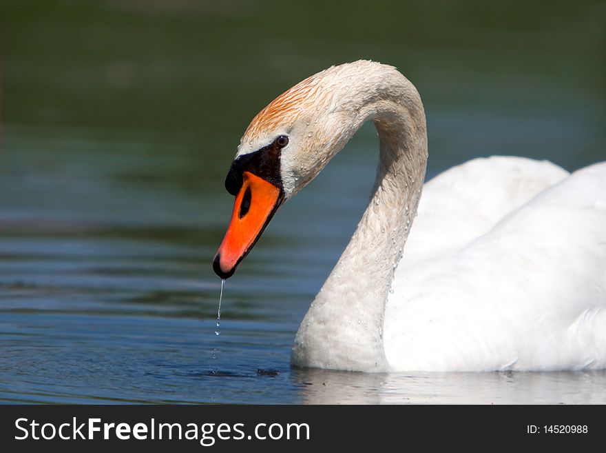 A Beautiful Mute Swan In A Pond