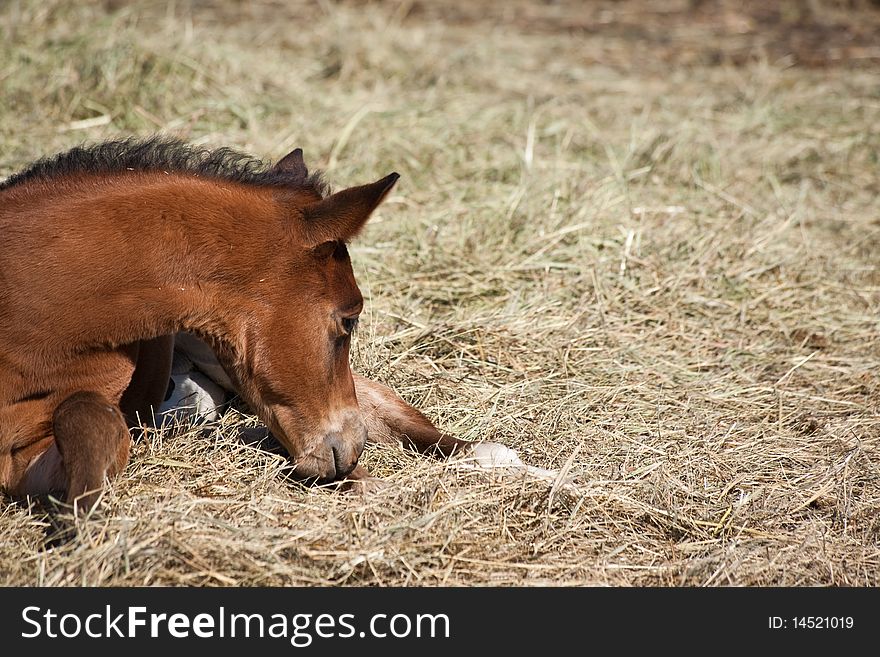 Bay quarter horse foal laying down