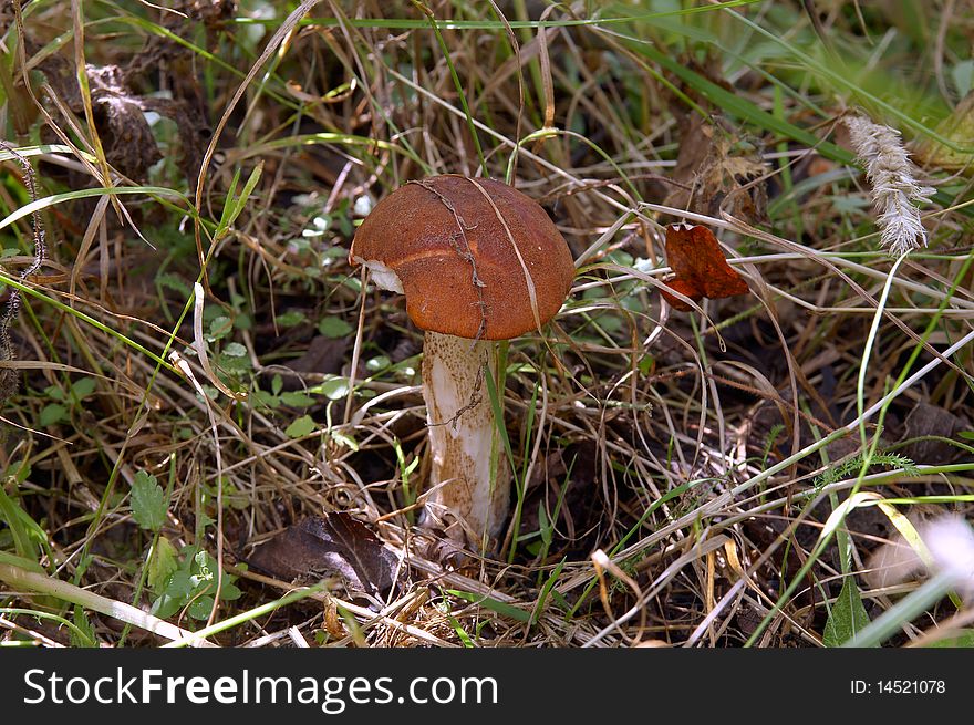 Forest edible mushroom close up. Forest edible mushroom close up