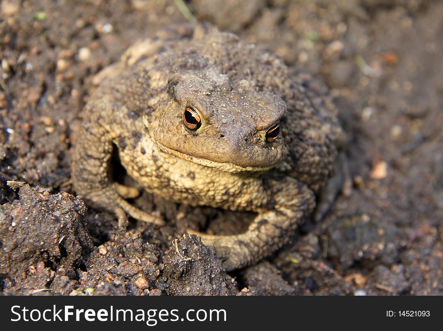 The Brown Toad