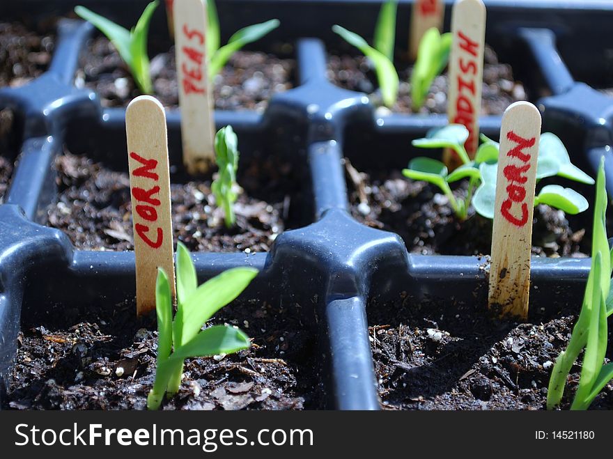 Planting season growiing your own veggies