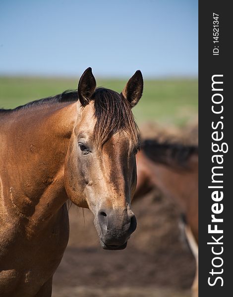 Buckskin quarter horse stallion head shot