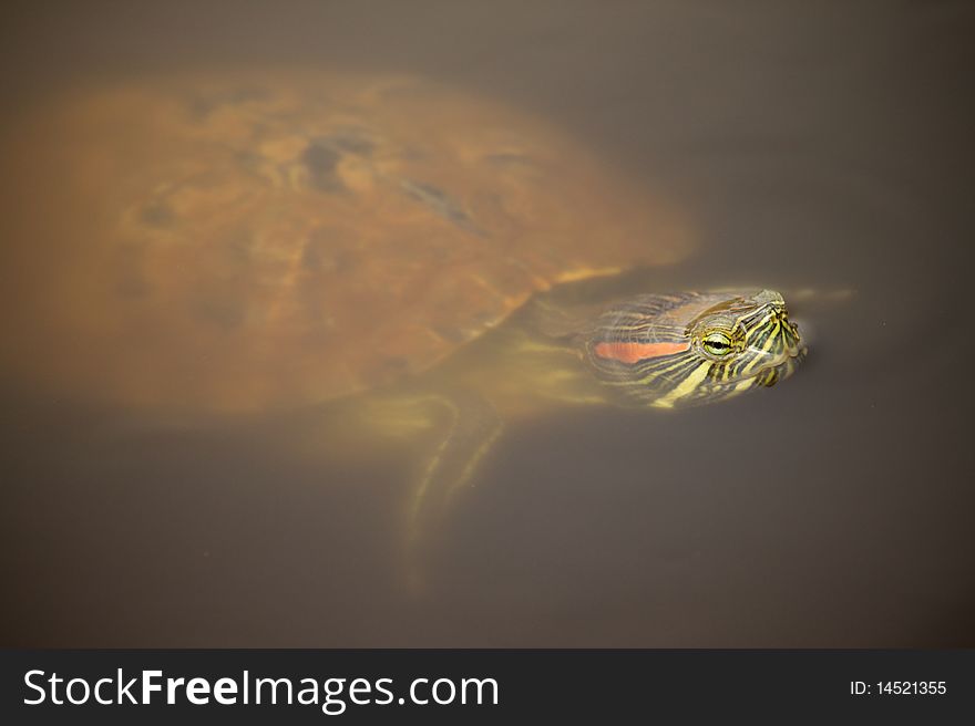 A Red Eared Slider swims in a murky pond.