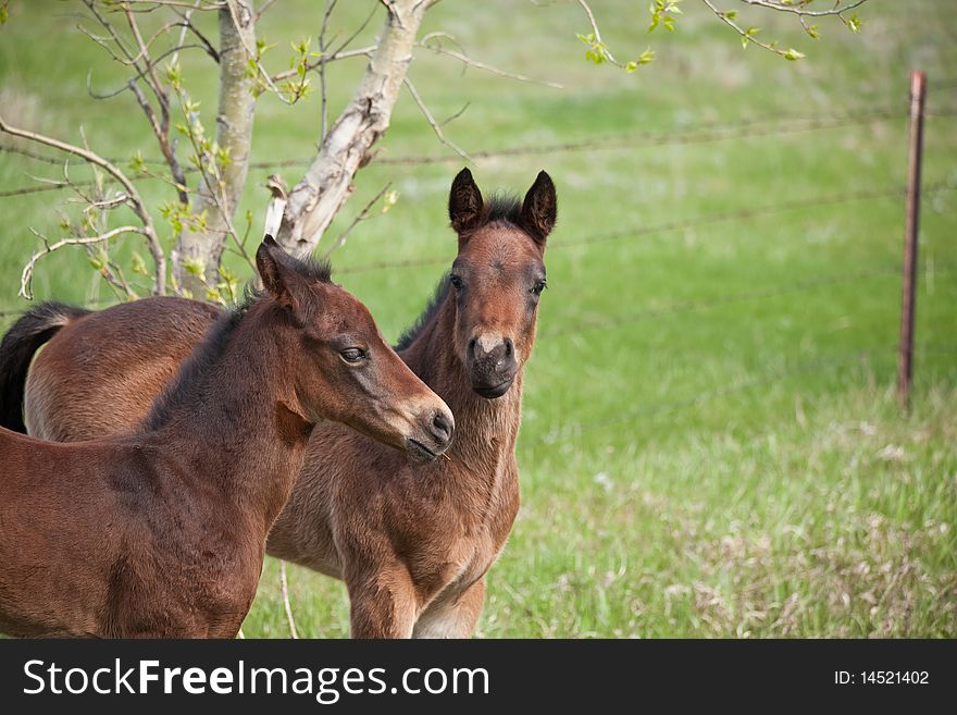 Two quarter horse foals playing