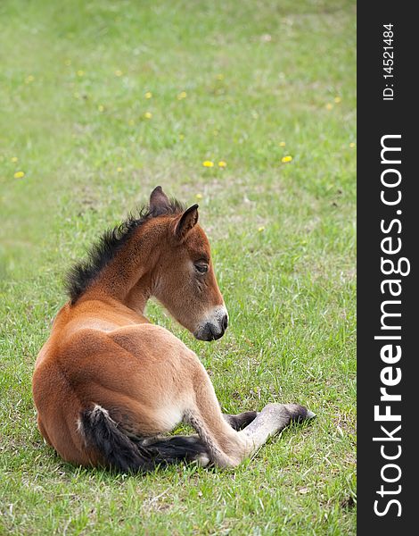 Bay quarter horse foal laying down in green grass with dandelions